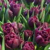 Tulipa 'Alison Bradley' - Tulp 'Alison Bradley'